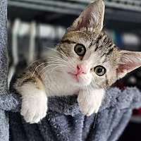adopt-pet