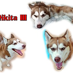 Thumbnail photo of Nikita III #1
