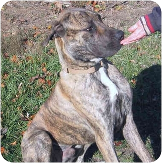 brindle great dane mastiff mix