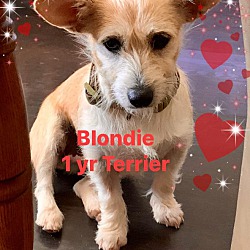 Thumbnail photo of Blondie #1