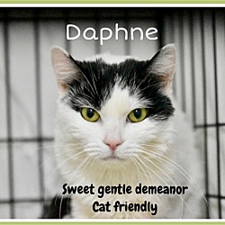 Thumbnail photo of Daphne, Willow Grove, PA (FCID# 01/26/2024-111) #1