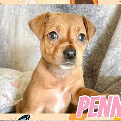 Thumbnail photo of Penni #4