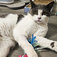 adopt a pet