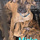 Adopt A Pet :: Miska - Locust Grove, GA