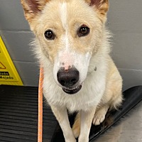 adopt a pet