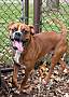 BEAKER - Boxer available for adoption