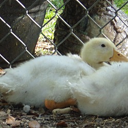 Thumbnail photo of Pekin Ducklings #3