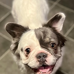 Photo of Swaby Pinky FLUFFY FRENCHIE IN FOSTER & GREAT WITH KIDS!