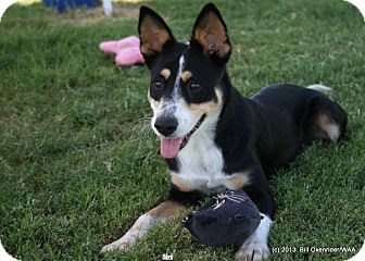 australian shepherd queensland heeler mix puppies siri adopted dog patterson ca australian cattle dog german australian shepherd queensland heeler mix puppies siri adopted dog patterson ca australian cattle dog german