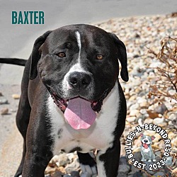 Thumbnail photo of Baxter #4
