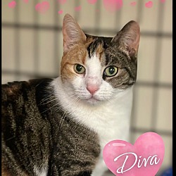 Thumbnail photo of Diva #1