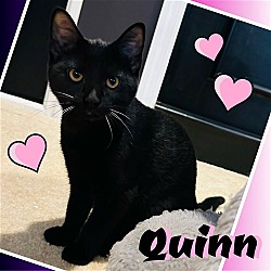 Photo of Quinn- Dog friendly & Super Sweet!