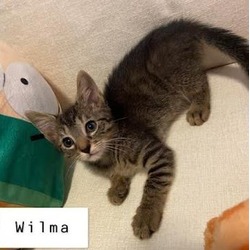 Thumbnail photo of Wilma #2