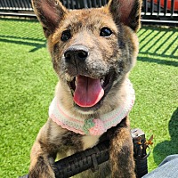 adopt a pet