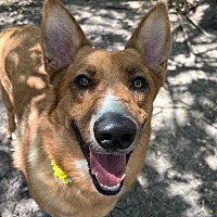 adopt a pet