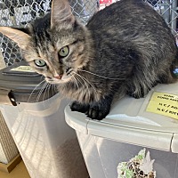 adopt-pet