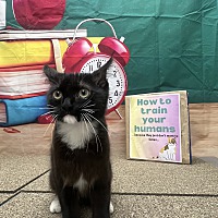 adopt a pet