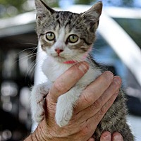 adopt a pet