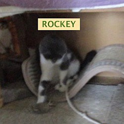 Thumbnail photo of Smokey-adopted 1-26-19 #3