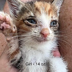 Thumbnail photo of FOSTERS NEEDED FOR KITTENS! #3