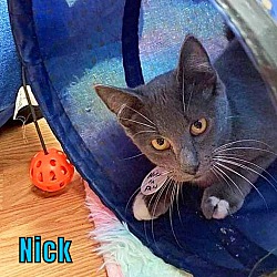 Thumbnail photo of Nick #4