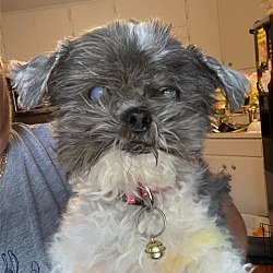 Photo of Lucky