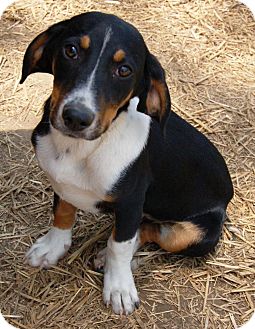 Foster Ri Beagle Meet Louey Pup A Pet For Adoption