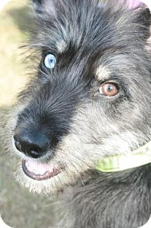 mini schnauzer husky mix