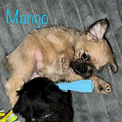 Thumbnail photo of Kiwi Pup Mango #2