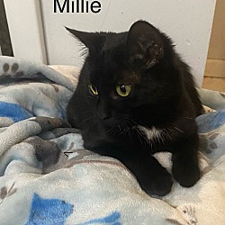 Thumbnail photo of Millie #2