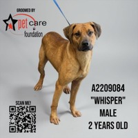 adopt a pet