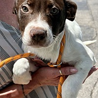adopt a pet