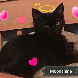 Photo of Moonshine