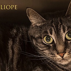 Thumbnail photo of Calliope #1
