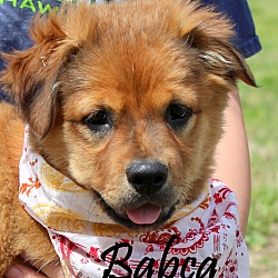 Thumbnail photo of Babca~adopted! #1