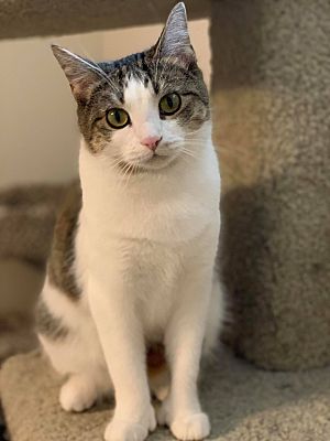 Stafford Va Domestic Shorthair Meet Mumsy Doo A Pet For Adoption