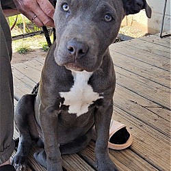 Photo of Ajax Blue Boy 4 months old on Kill List in Shelter