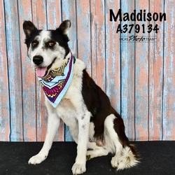Photo of MADDISON