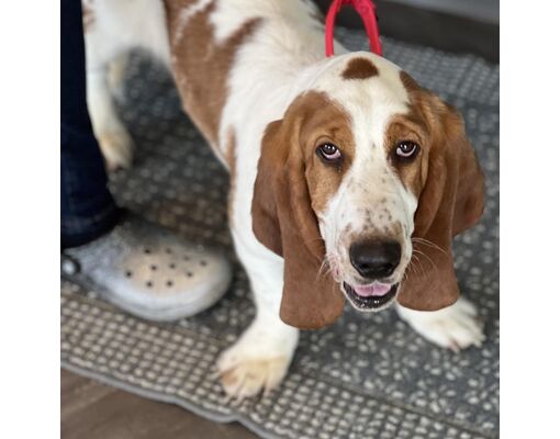 Kansas City, MO - Basset Hound. Meet Ham Sammich a Pet for Adoption ...