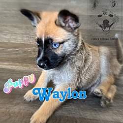 Thumbnail photo of Waylon #4