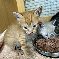 Thumbnail photo of Loki    (th) #1