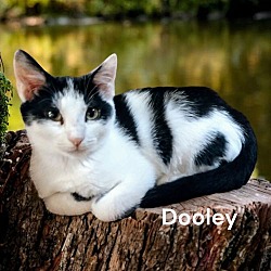 Thumbnail photo of Dooley #1