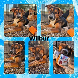 Thumbnail photo of Wilbur #1