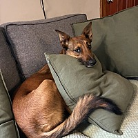 adopt a pet