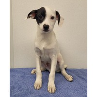 adopt-pet