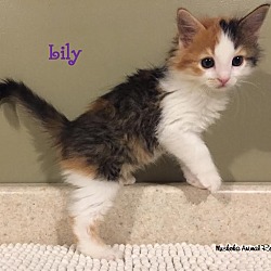 Thumbnail photo of Lily - Adopted November 2016 #2
