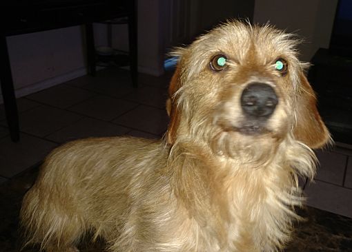 Tampa Fl Norfolk Terrier Meet Donny A Pet For Adoption