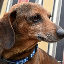 Thumbnail photo of Wiggles, 8 yrs, 14 pds, $250 #1
