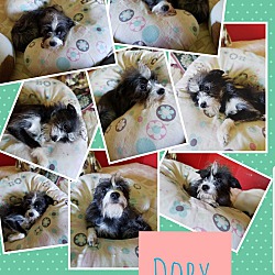 Thumbnail photo of Dory #3