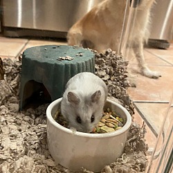 Photo of HAMLET-Dwarf Hamster